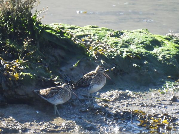 Istingor arrunta  - Juana Oyanguren