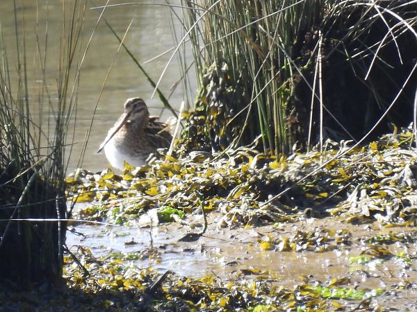 Istingor arrunta  - Juana Oyanguren