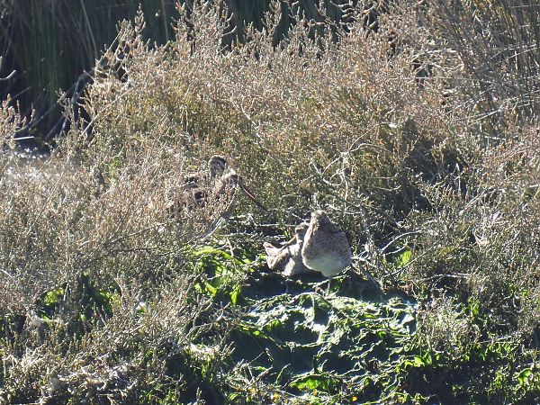 Istingor arrunta  - Juana Oyanguren