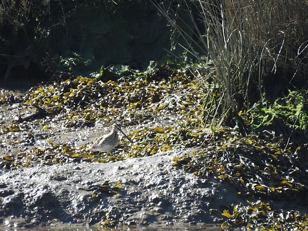 Istingor arrunta  - Juana Oyanguren