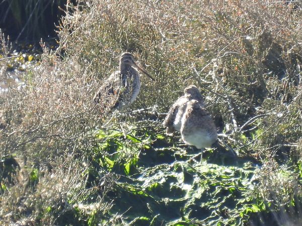 Istingor arrunta  - Juana Oyanguren