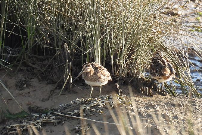 Istingor arrunta  - Juana Oyanguren