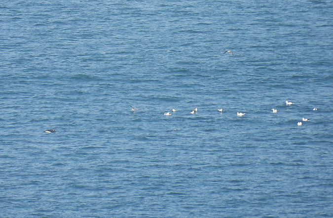 Izurde arrunta  - Juana Oyanguren