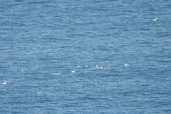 Izurde arrunta  - Juana Oyanguren