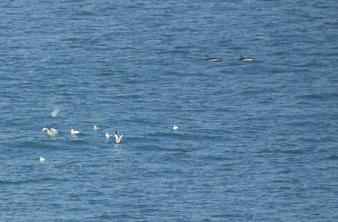 Izurde arrunta  - Juana Oyanguren