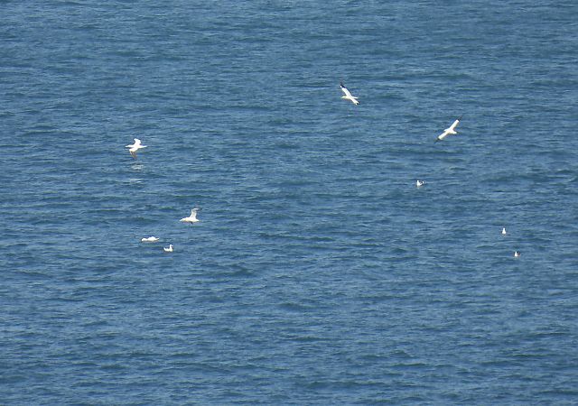 Zanga arrunta  - Juana Oyanguren