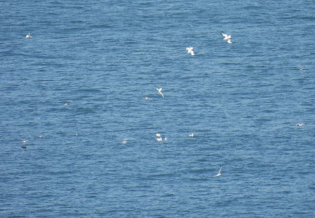 Zanga arrunta  - Juana Oyanguren