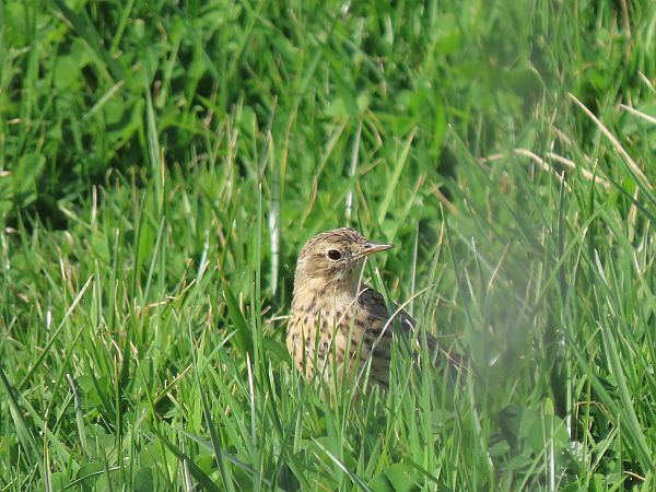 Negu-txirta  - Juana Oyanguren