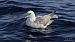 Fulmarra (Fulmarus glacialis) © Kepa Aldama