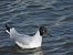 Black-headed Gull (Chroicocephalus ridibundus) © Juana Oyanguren