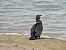 Great Cormorant (Phalacrocorax carbo) © Juana Oyanguren