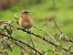 European Stonechat (Saxicola rubicola) © Juana Oyanguren