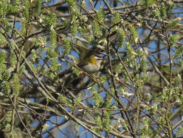 Erregetxo bekainzuria  - Alfredo Herrero