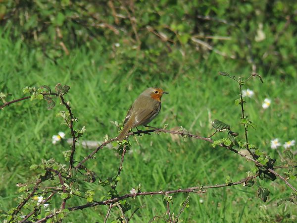 Txantxangorria  - Alfredo Herrero