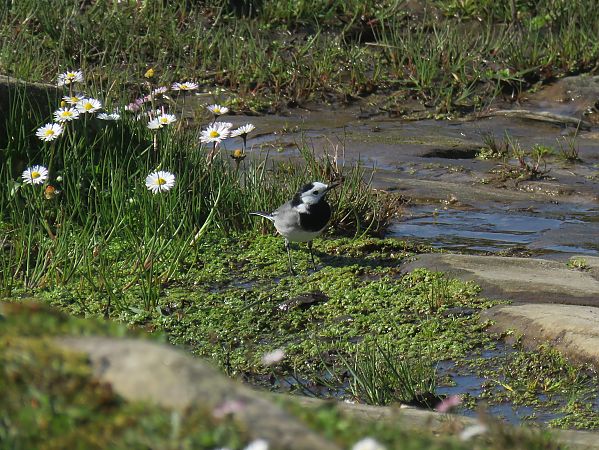 Buztanikara zuria  - Alfredo Herrero