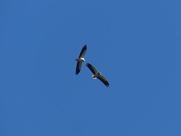 Sai zuria  - Alfredo Herrero