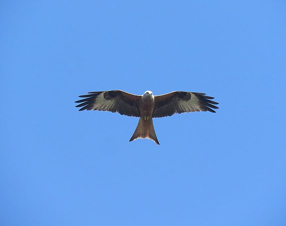 Miru gorria  - Alfredo Herrero