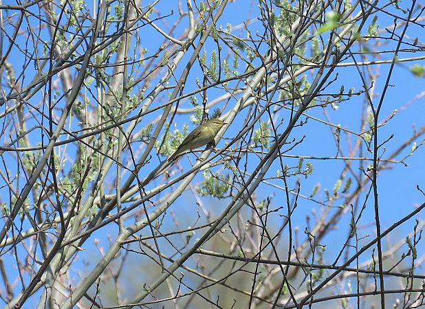 Txio horia  - Alfredo Herrero