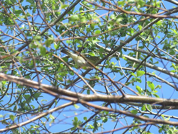 Txio horia  - Alfredo Herrero