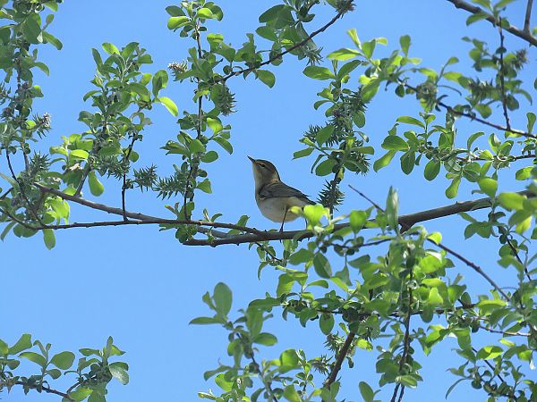 Txio horia  - Alfredo Herrero