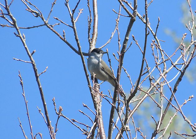 Txinbo kaskabeltza  - Alfredo Herrero
