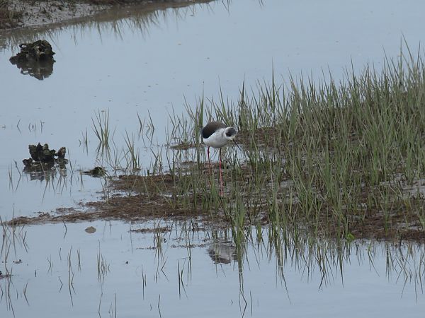 Zankaluzea  - Alfredo Herrero