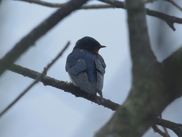 Enara arrunta  - Alfredo Herrero