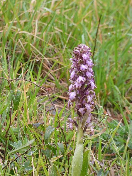 Barlia robertiana  - Serafín Alarcón