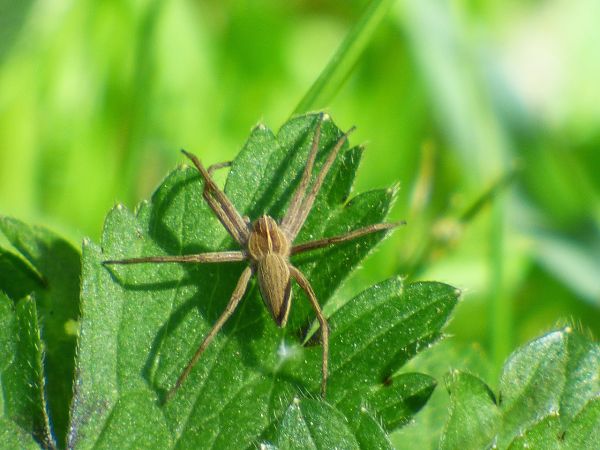 Pisaura mirabilis  - Serafín Alarcón