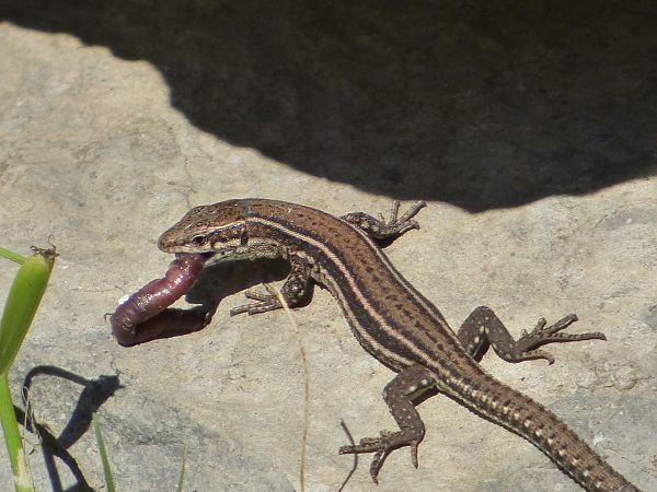 Sugandila arre  - Serafín Alarcón