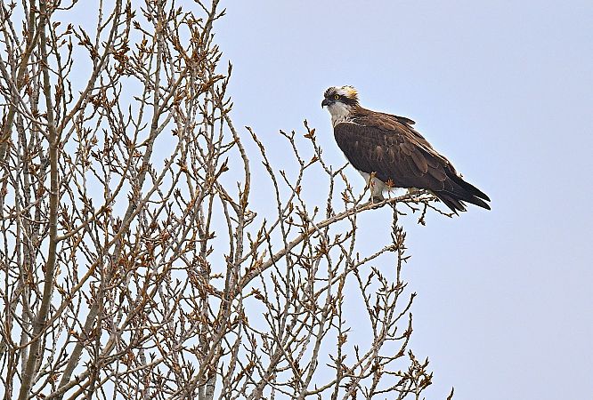 Arrano arrantzalea  - José F. Esparcia