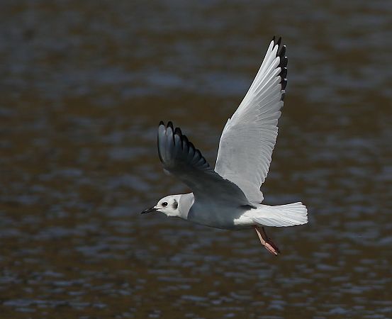 Chroicocephalus philadelphia  - Alfredo Valiente