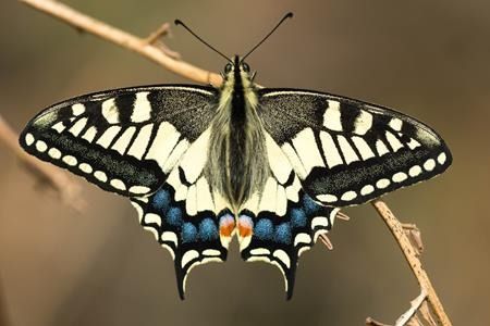 Papilio machaon  - Joseba Otaegi
