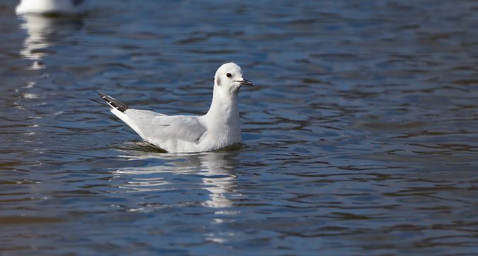 Chroicocephalus philadelphia  - David Santamaría
