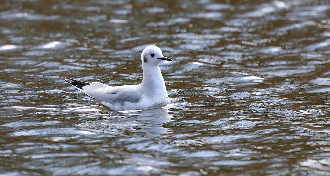 Chroicocephalus philadelphia  - David Santamaría