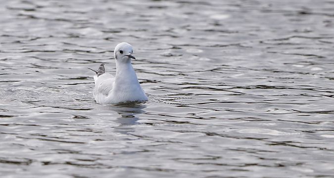 Chroicocephalus philadelphia  - David Santamaría
