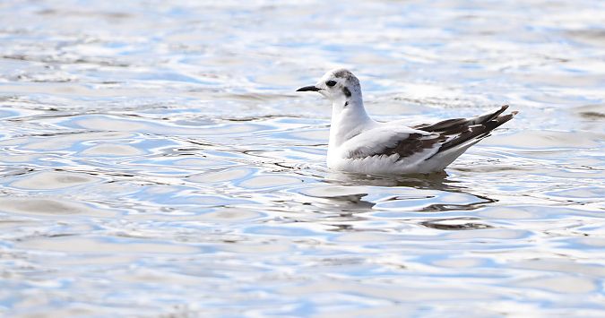 Antxeta txikia  - David Santamaría