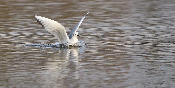 Chroicocephalus philadelphia  - David Santamaría