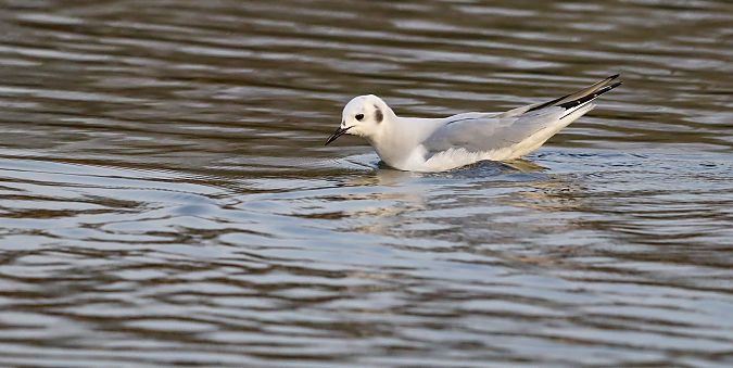 Chroicocephalus philadelphia  - David Santamaría