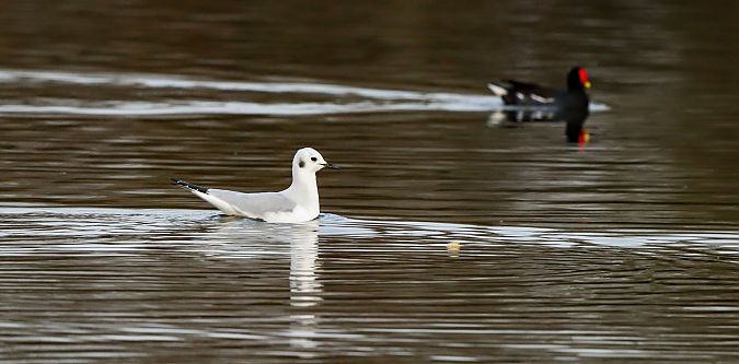 Chroicocephalus philadelphia  - David Santamaría
