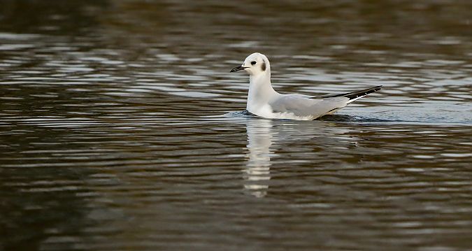 Chroicocephalus philadelphia  - David Santamaría