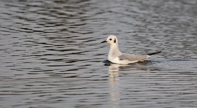 Chroicocephalus philadelphia  - David Santamaría