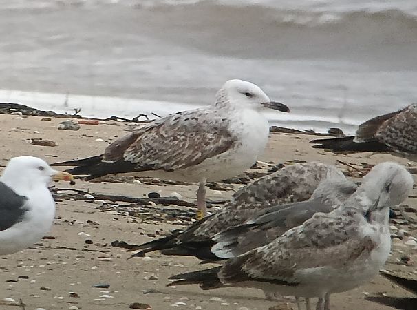 Larus cachinnans  - David Santamaría
