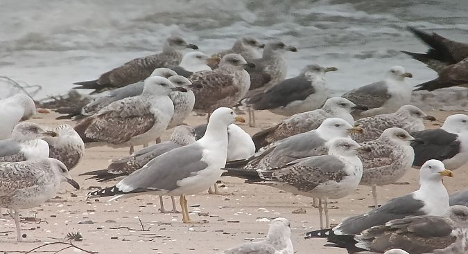 Larus cachinnans  - David Santamaría