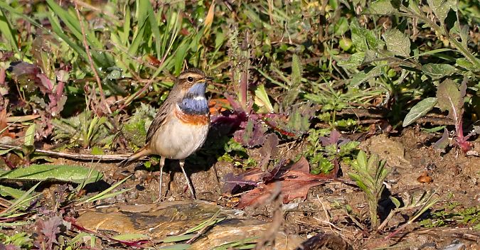 Luscinia svecica cyanecula  - David Santamaría
