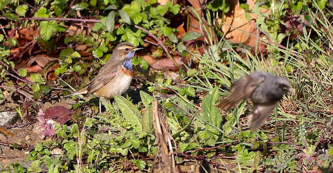 Luscinia svecica cyanecula  - David Santamaría
