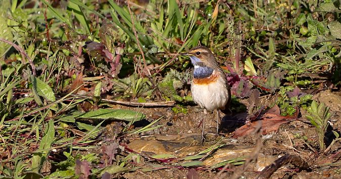Luscinia svecica cyanecula  - David Santamaría
