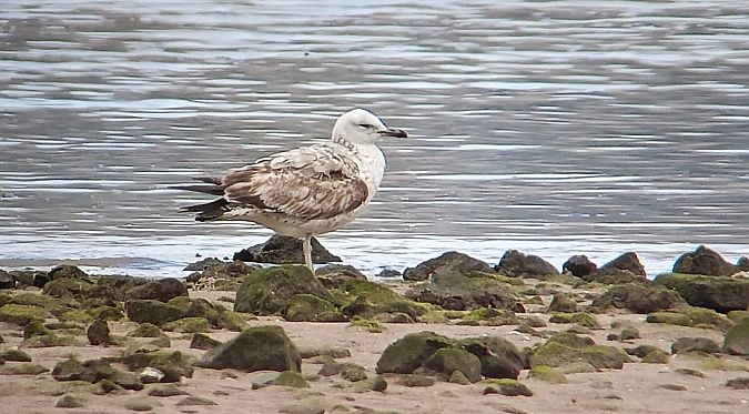 Larus cachinnans  - David Santamaría