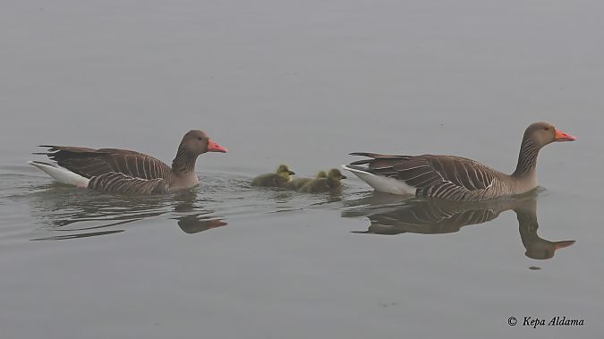 Antzara hankagorrizta  - Kepa Aldama