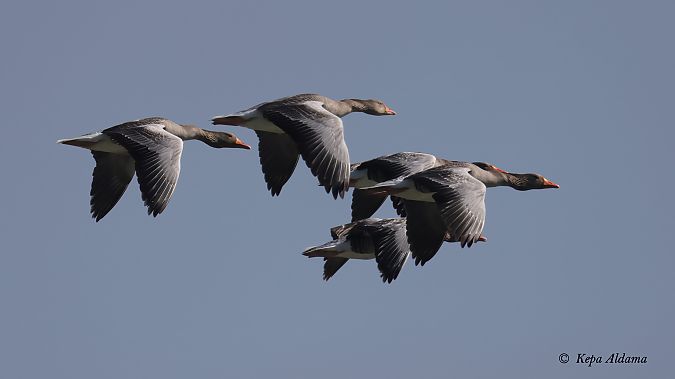 Antzara hankagorrizta  - Kepa Aldama